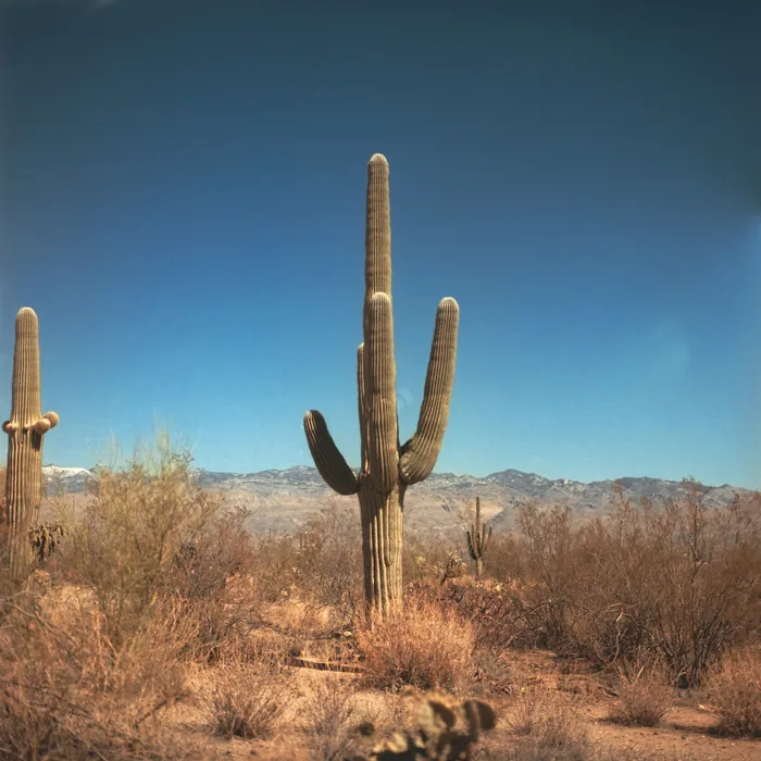 Analogfoto, aufgenommen mit Hasselblad 501cm auf Kodak Gold 200, Arizona