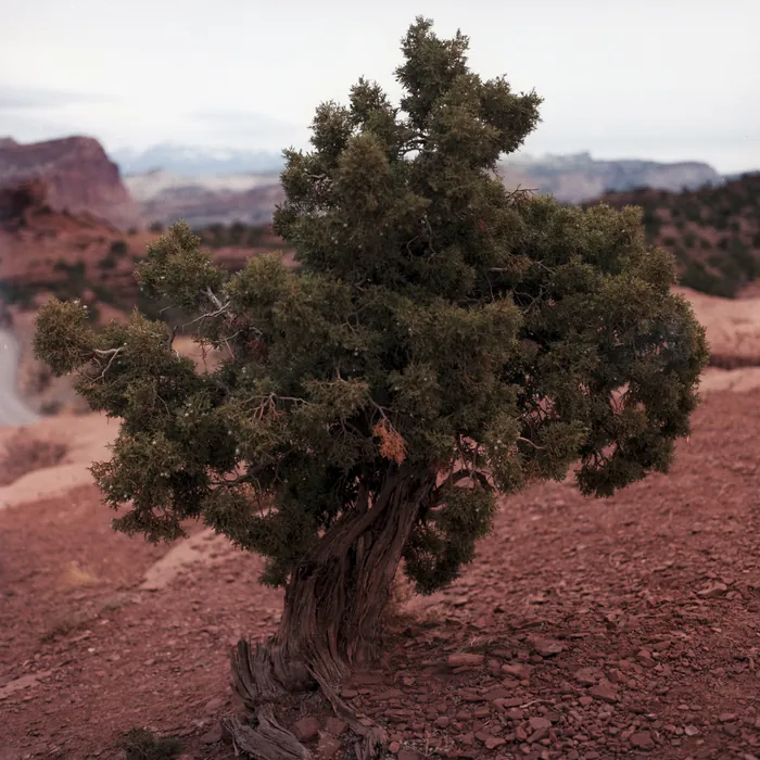 Analogfoto, aufgenommen mit Hasselblad 501cm auf Kodak Gold 200, Utah